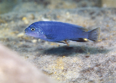 Pseudotropheus perspicax 'Katale Island'